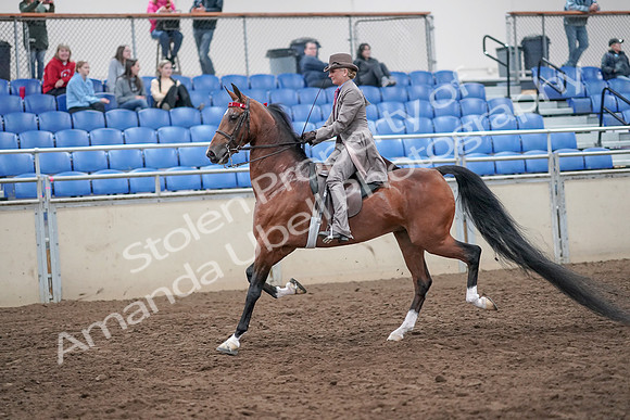 2019 Morgan Horse Show - Aug 31, 2019 - 21959