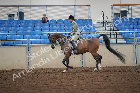 2019 Morgan Horse Show - Aug 30, 2019 - 17296