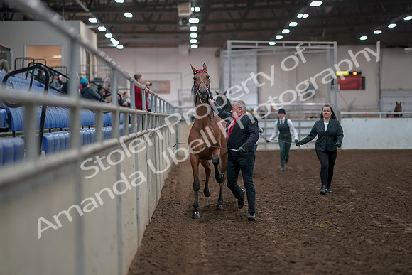 2019 Morgan Horse Show - Aug 31, 2019 - 00862