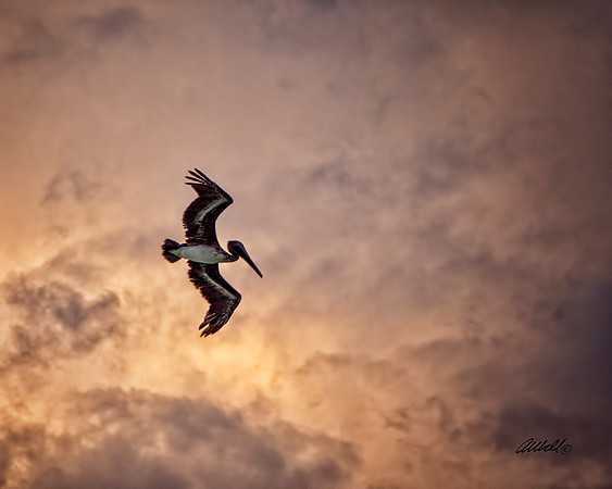 Birds - 009