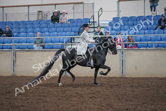 2019 Morgan Horse Show - Aug 31, 2019 - 09516