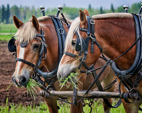 Horse Pull - 010