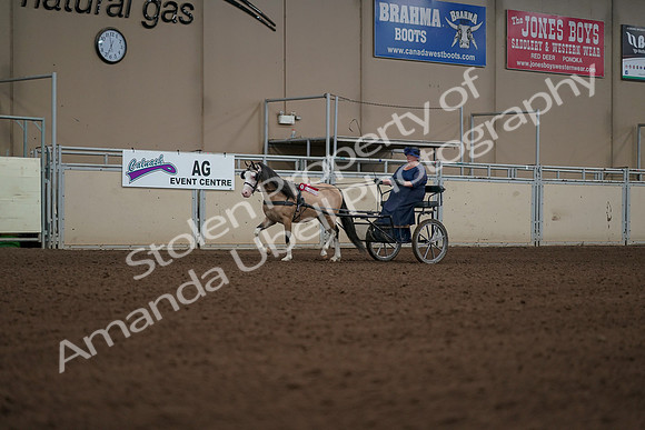 2019 Morgan Horse Show - Aug 31, 2019 - 04590