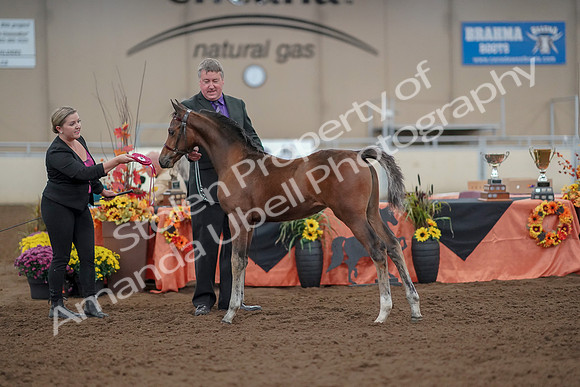 2019 Morgan Horse Show - Aug 30, 2019 - 24954