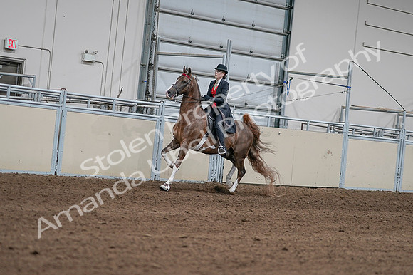 2020 - AB Morgan Horse - Fri, Sept 04 - 09576