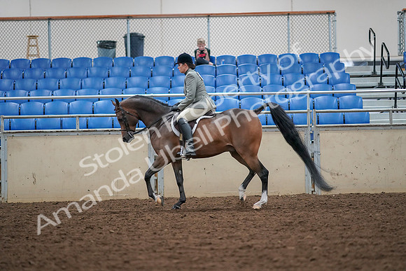 2019 Morgan Horse Show - Aug 30, 2019 - 17304