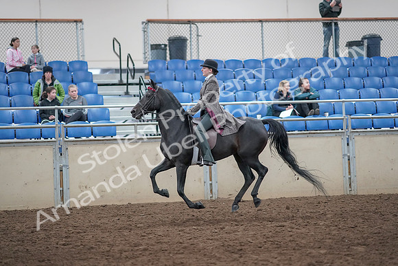 2019 Morgan Horse Show - Aug 31, 2019 - 09480