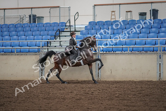 2019 Morgan Horse Show - Aug 30, 2019 - 28154