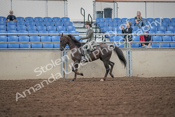 2019 Morgan Horse Show - Aug 30, 2019 - 15325