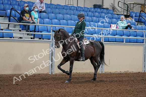 2020 - AB Morgan Horse - Fri, Sept 04 - 03941