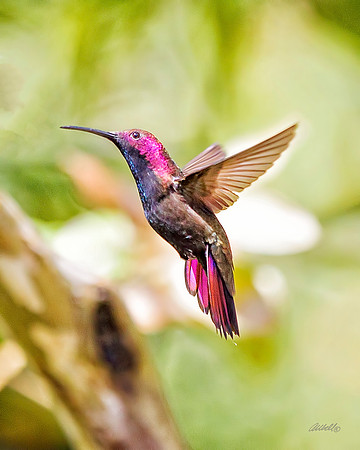 Birds - 264