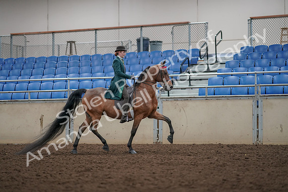 2019 Morgan Horse Show - Aug 30, 2019 - 28068