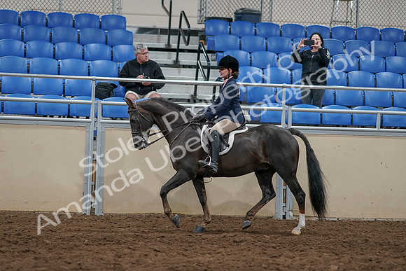 2020 - AB Morgan Horse - Sun, Sept 06 - 07752