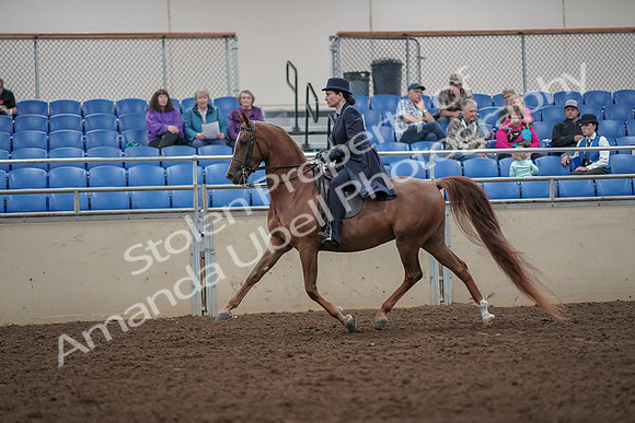 2019 Morgan Horse Show - Aug 30, 2019 - 26775