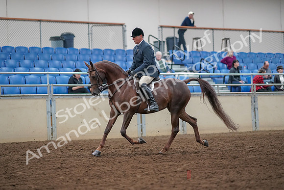 2019 Morgan Horse Show - Aug 30, 2019 - 17243