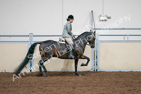 2020 - AB Morgan Horse - Sat, Sept 05 - 14521