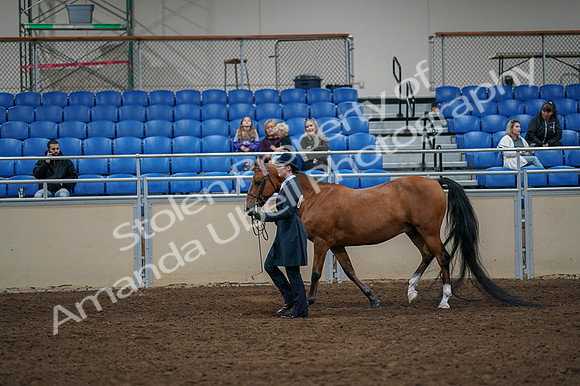2020 - AB Morgan Horse - Fri, Sept 04 - 00942