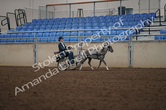 2019 Morgan Horse Show - Aug 31, 2019 - 04503