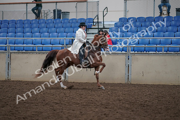 2019 Morgan Horse Show - Aug 31, 2019 - 17974