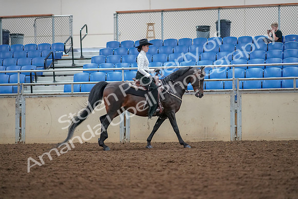 2019 Morgan Horse Show - Aug 30, 2019 - 16960