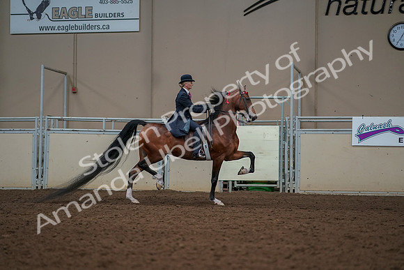 2019 Morgan Horse Show - Aug 30, 2019 - 25216
