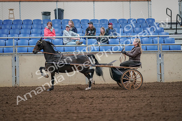 2019 Morgan Horse Show - Aug 30, 2019 - 13239