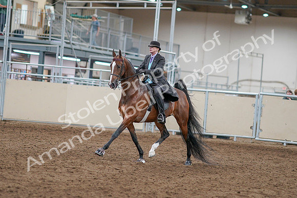 2020 - AB Morgan Horse - Sat, Sept 05 - 12901