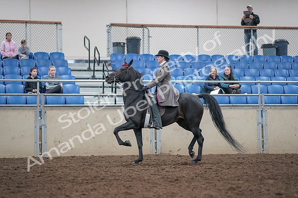 2019 Morgan Horse Show - Aug 31, 2019 - 09316