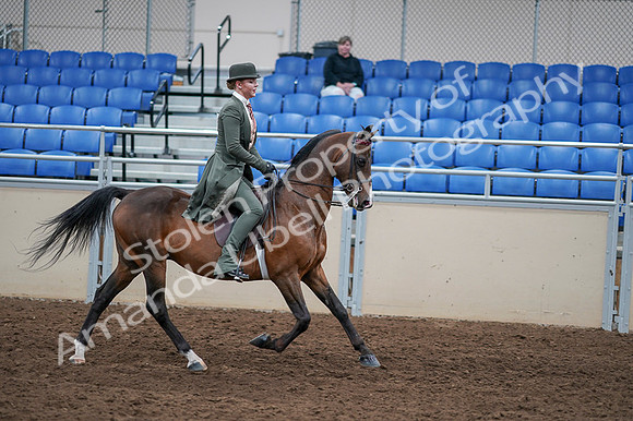 2020 - AB Morgan Horse - Fri, Sept 04 - 03440