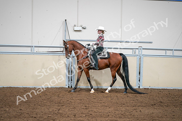 2020 - AB Morgan Horse - Fri, Sept 04 - 08414