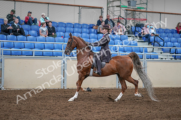 2020 - AB Morgan Horse - Fri, Sept 04 - 11194