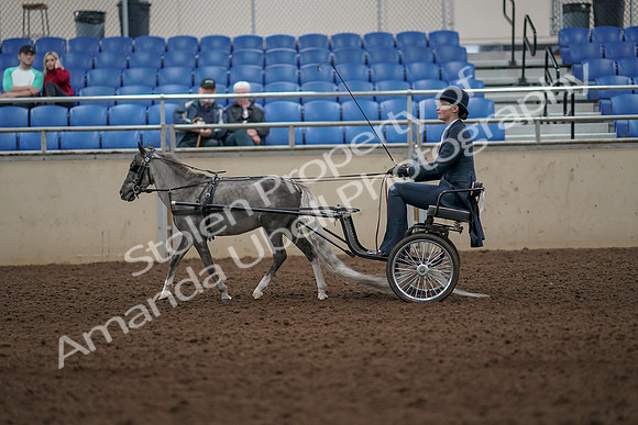 2019 Morgan Horse Show - Aug 31, 2019 - 04275