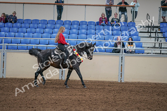 2020 - AB Morgan Horse - Sat, Sept 05 - 10537