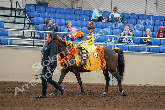 2020 - AB Morgan Horse - Sat, Sept 05 - 05771