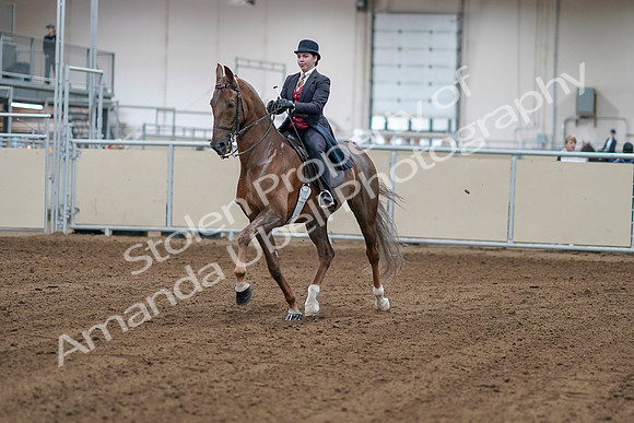 2020 - AB Morgan Horse - Sat, Sept 05 - 06034