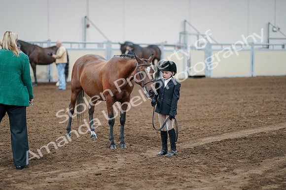 2020 - AB Morgan Horse - Fri, Sept 04 - 00837