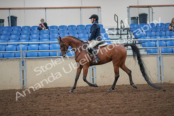 2019 Morgan Horse Show - Aug 30, 2019 - 16260