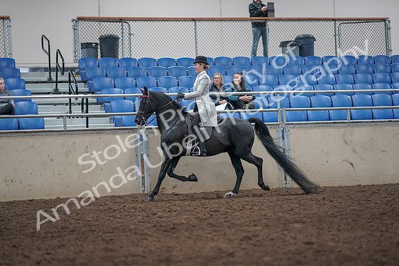 2019 Morgan Horse Show - Aug 31, 2019 - 09229