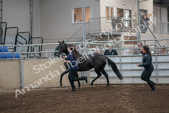 2019 Morgan Horse Show - Aug 31, 2019 - 00895
