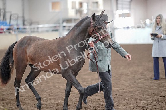2019 Morgan Horse Show - Aug 31, 2019 - 02871