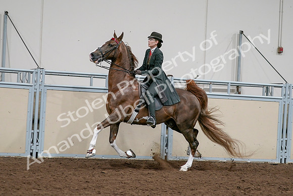 2020 - AB Morgan Horse - Sat, Sept 05 - 13040