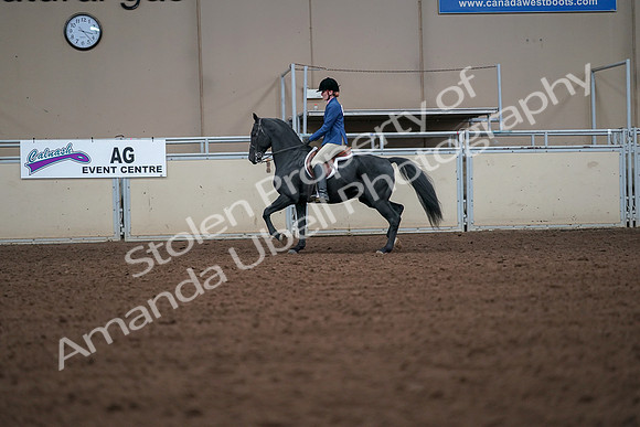 2019 Morgan Horse Show - Aug 30, 2019 - 18379
