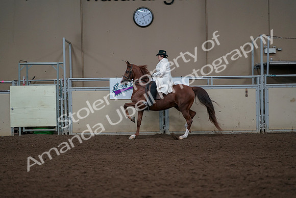 2019 Morgan Horse Show - Aug 31, 2019 - 17881
