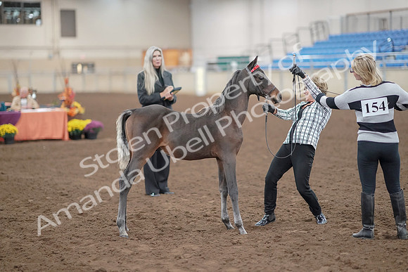 2019 Morgan Horse Show - Aug 30, 2019 - 24899