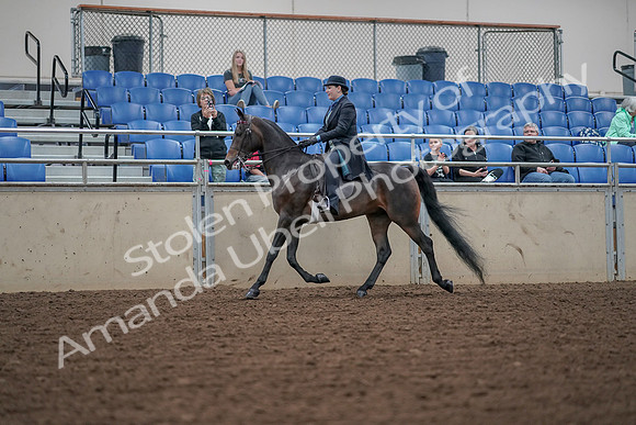 2019 Morgan Horse Show - Aug 30, 2019 - 15287