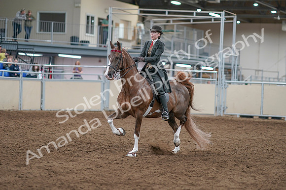 2020 - AB Morgan Horse - Sat, Sept 05 - 12953