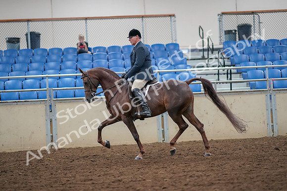 2019 Morgan Horse Show - Aug 30, 2019 - 17349