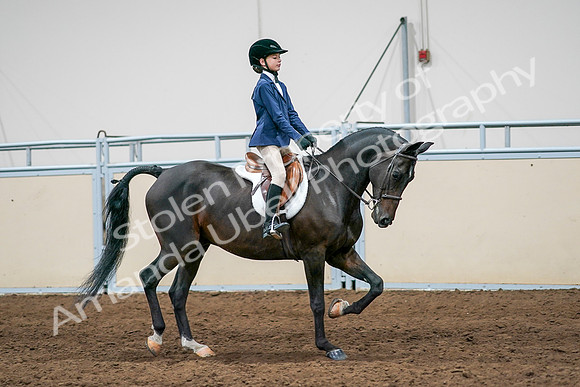 2020 - AB Morgan Horse - Sun, Sept 06 - 08124