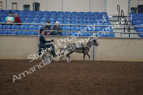 2019 Morgan Horse Show - Aug 31, 2019 - 04528