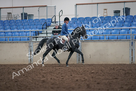 2019 Morgan Horse Show - Aug 31, 2019 - 16707